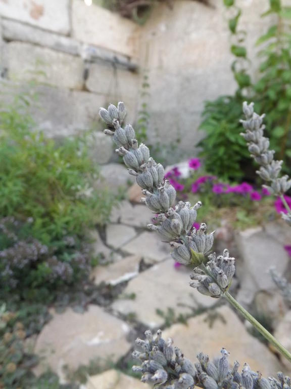 Stella Dei Campi ξενώνας Sternatia Εξωτερικό φωτογραφία